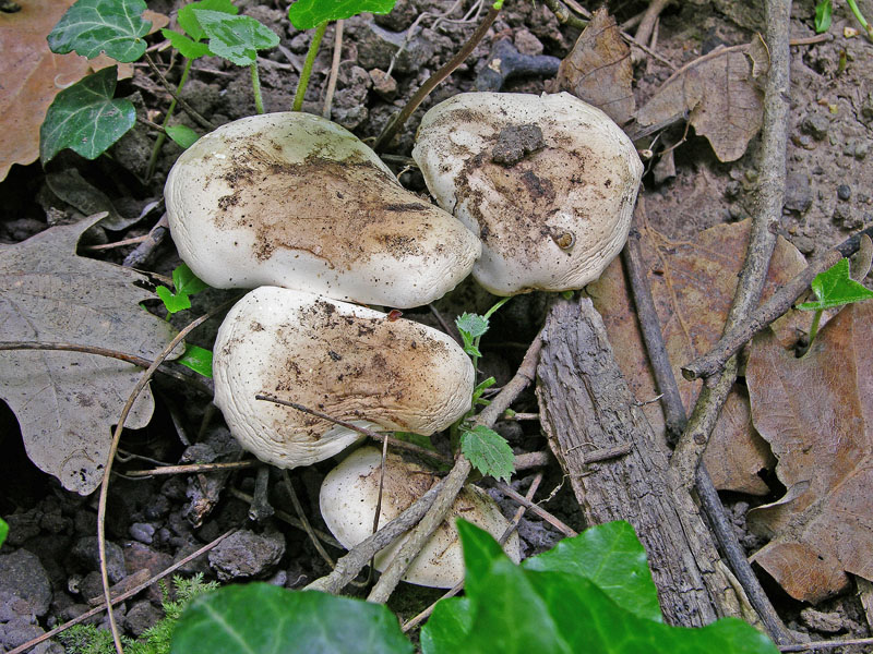 Ritrovamenti venerd� 20 aprile.